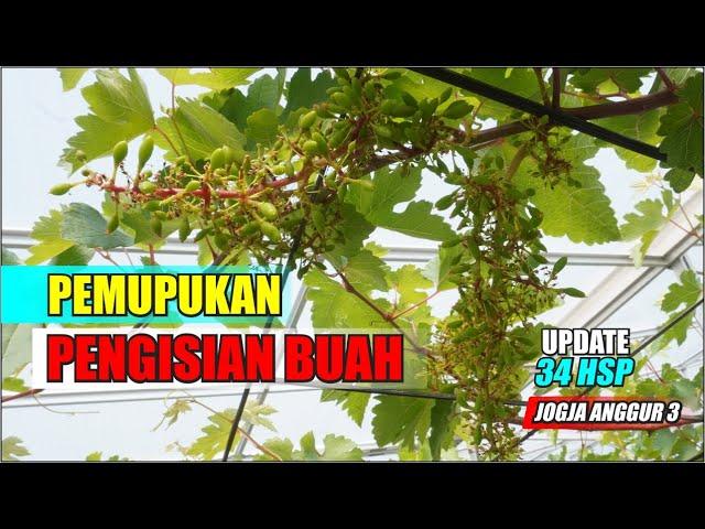 PEMUPUKAN PENGISIAN BUAH