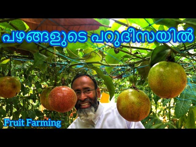 Fruits Farm | നാട്ടിൽ കൃഷി ചെയ്യാം | Davis Chiramel | Jobin magic world