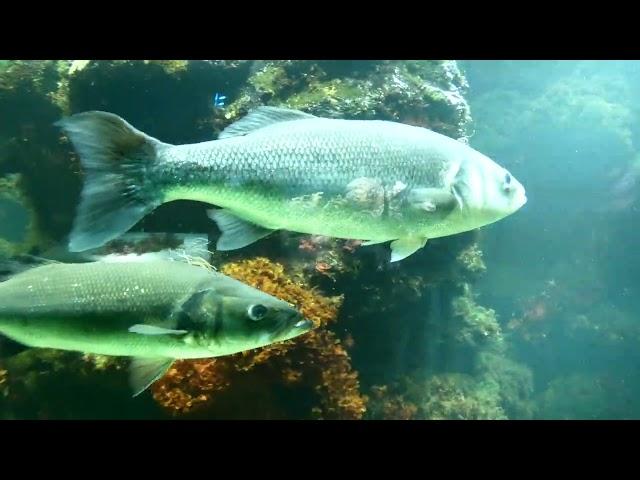 Aquarienhaus Tiergarten Zoo Schönbrunn Korallen Riff tropische bunte Fische Fisch Aquarium Anlage