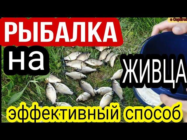 РЫБАЛКА на ЖИВЦА (малька)Самый эффективный способ поймать живца. Рыболовная снасть для ловли малька