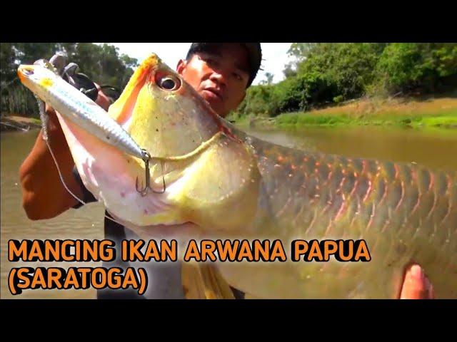 Kompilasi Strike Ikan Arwana Papua Bersama Mr. Gong Lei