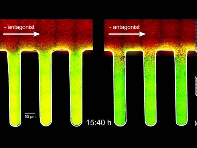 Watch Bacteria Turn Virulent