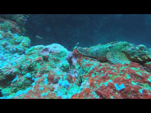 못생기고 위험한 고기(  ScorpionFish )