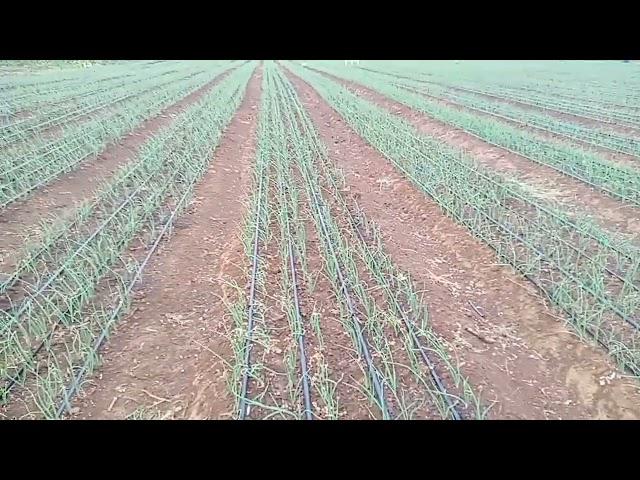 How to feed Onion   - 1st topdressing of fertilizer progrm