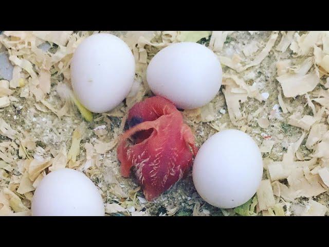 Baby Budgie Hatching