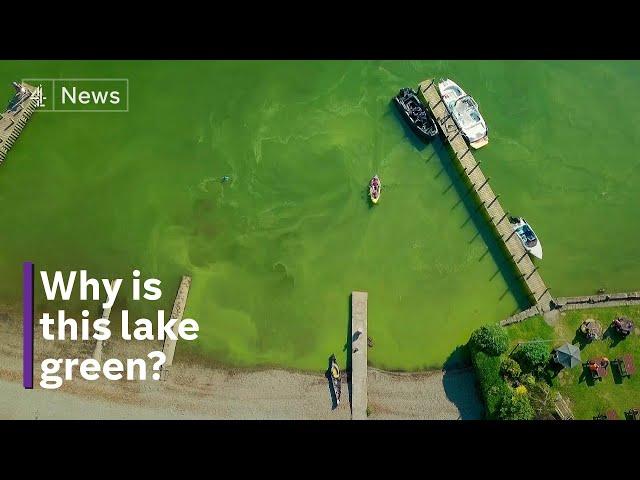 Lake Windermere - why swimmer health could be at risk in World Heritage waters