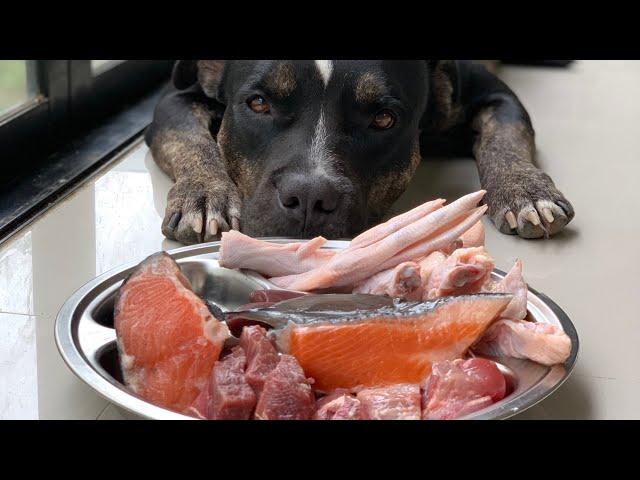 Oliang the Pit Bull eatsSalmonBeefChicken and Duck feet combo[ASMR] MUKBANG 犬が生の肉を食べる[咀嚼音]