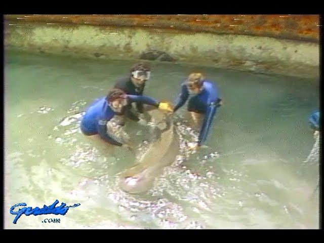 1983.  Sharks a profile; transporting them, swimming with them, shark attacks and victims