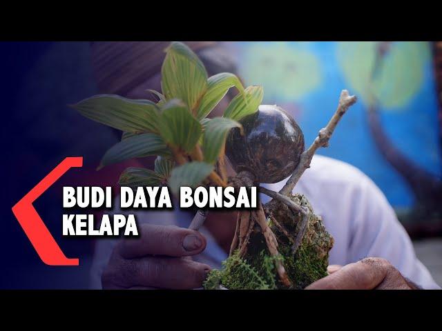 Melirik Budi Daya Bonsai Kelapa di Gorontalo