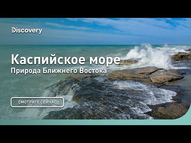 Каспийское море | Природа Ближнего Востока | Discovery