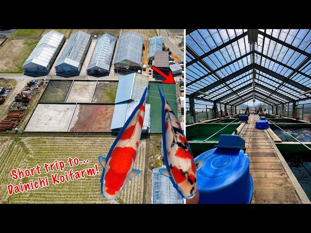 Short visit to Dainichi Koifarm: tosai, nisai and sansai greenhouse!