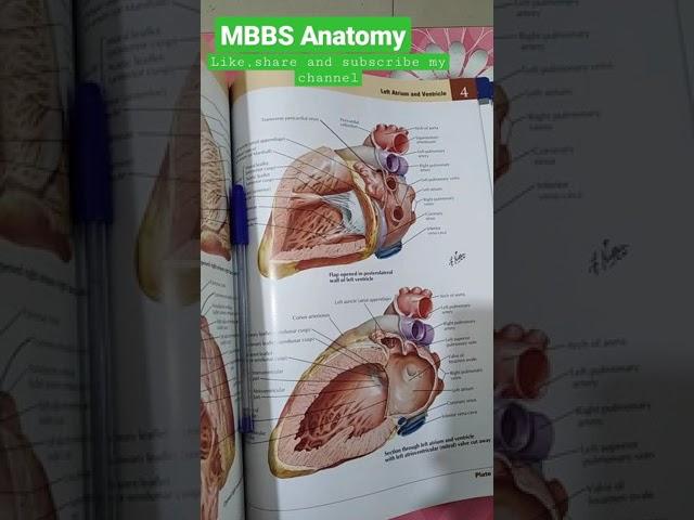 MBBS Anatomy | MBBS 1st year subject | #Aiims #shorts