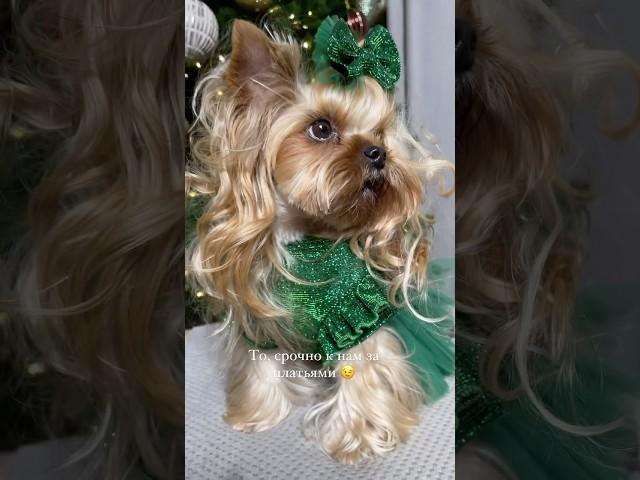 Новогодние платья для собак #одеждадлясобак #yorkie #clothesfordog #yorkshire #ранетка #puppy