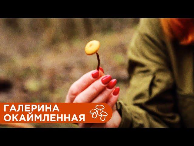 Очень Ядовитый Гриб Галерина Окаймленная.