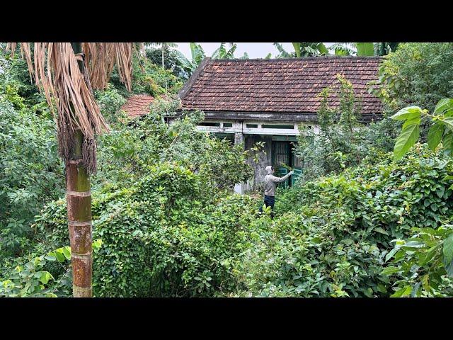 Clean up an overgrown abandoned house - Eye-catching transformation of garden lawn