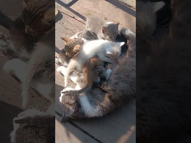 Сладку ягоду рвали вместе,горьку ягоду я одна!
