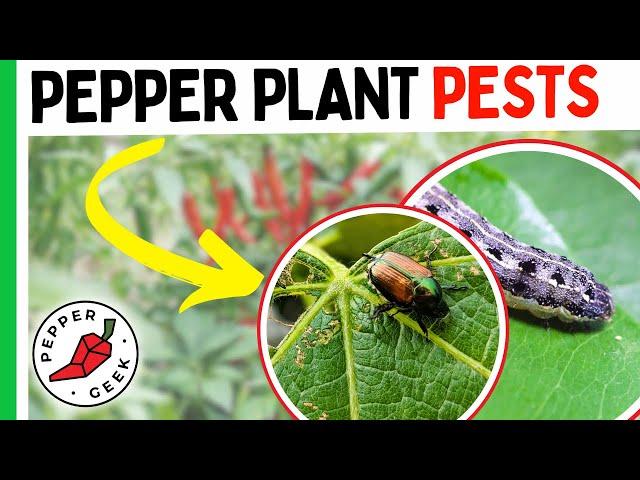 Got Pests? Do This For Your Peppers