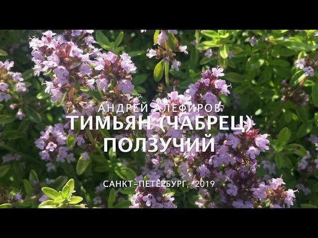 Тимьян (чабрец) ползучий. Алефиров А.Н.