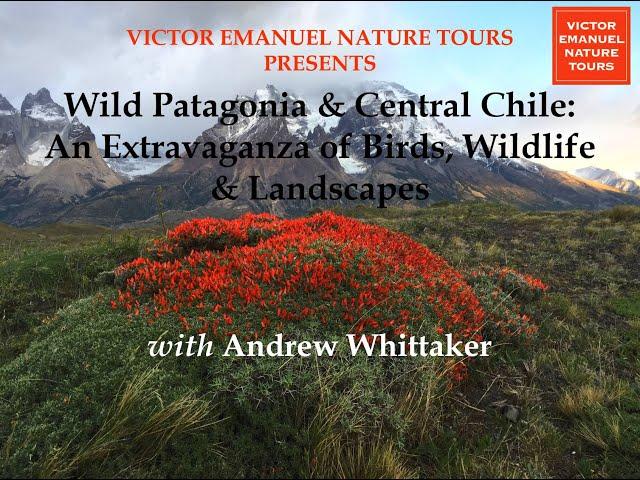 WILD PATAGONIA & CENTRAL CHILE: AN EXTRAVAGANZA OF BIRDS, WILDLIFE & LANDSCAPES