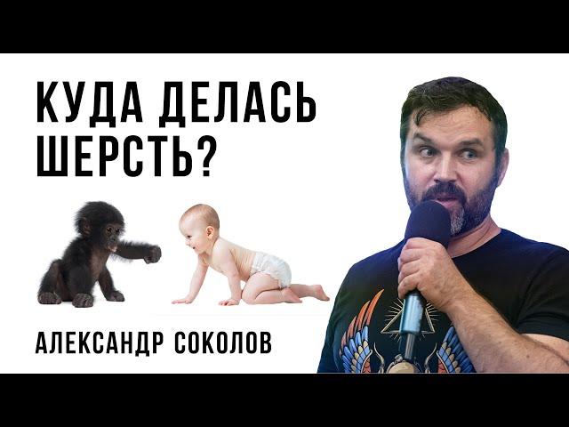 Куда делась шерсть? Александр Соколов