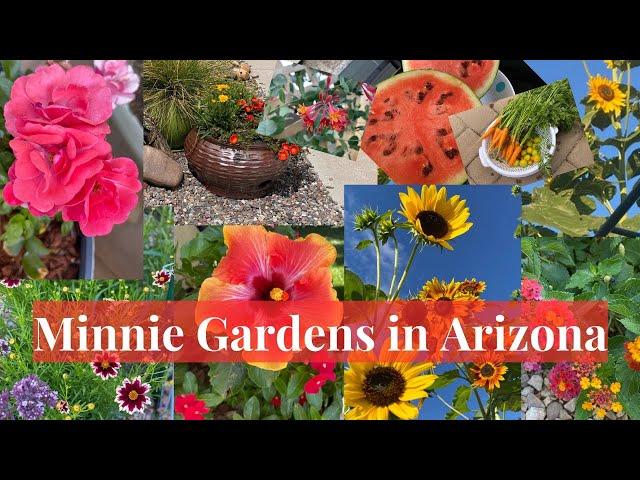 Spring has Arrived in Minnie's Zone 8b Arizona Garden!