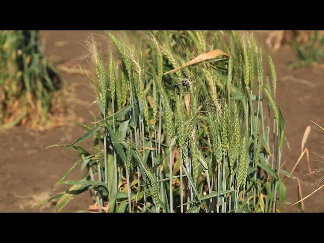 ICARDA - A Genebank Saved from Syrian Civil War