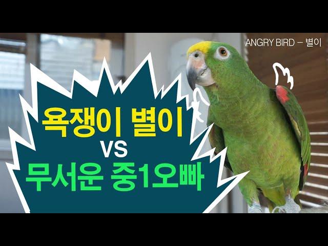 앵무새는 사람과 싸움이 가능하다 / 중1 오빠 vs 욕쟁이 앵무새 별이 한판승부 / 현실판 앵그리버드 별이  / 아마존 앵무새 별이 성장기 /  ANGRY BIRD