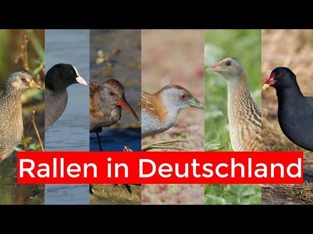 Alle heimischen Rallenarten bestimmen | heimische Rallen erklärt