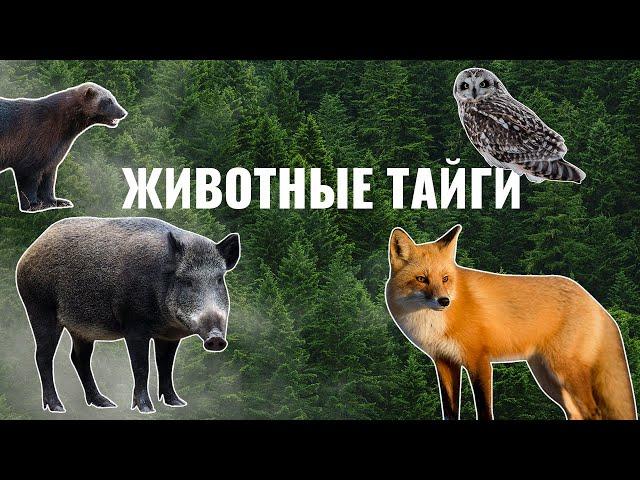 Животные тайги | Карточки с животными для детей | Умняха