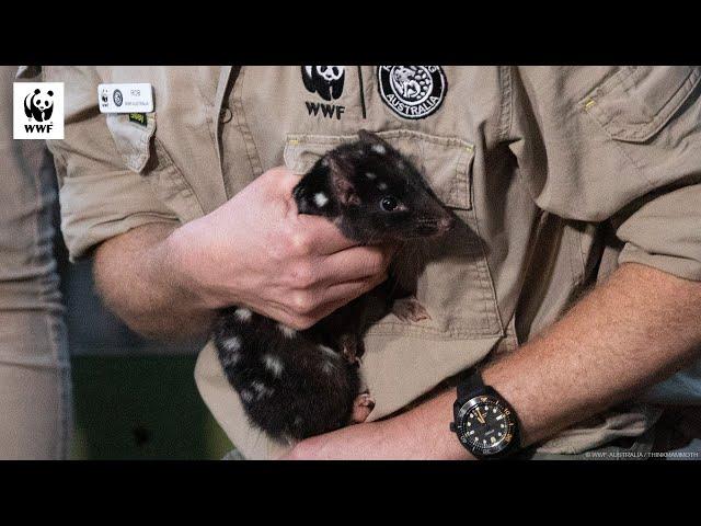 Eastern quolls return to mainland Australia | WWF-Australia