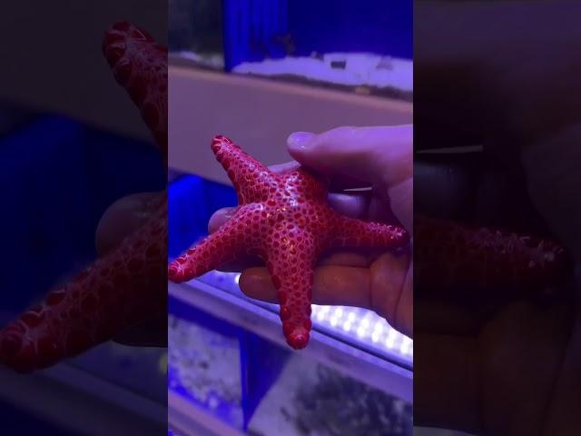 BEAUTIFUL STARFISH!!!  #shorts #starfish