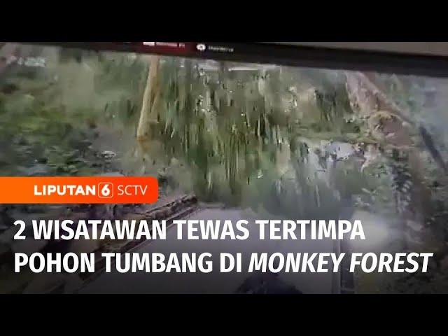 Akibat Pohon Tumbang di Monkey Forest Ubud Sebabkan 2 WNA Jadi Korban | Liputan 6