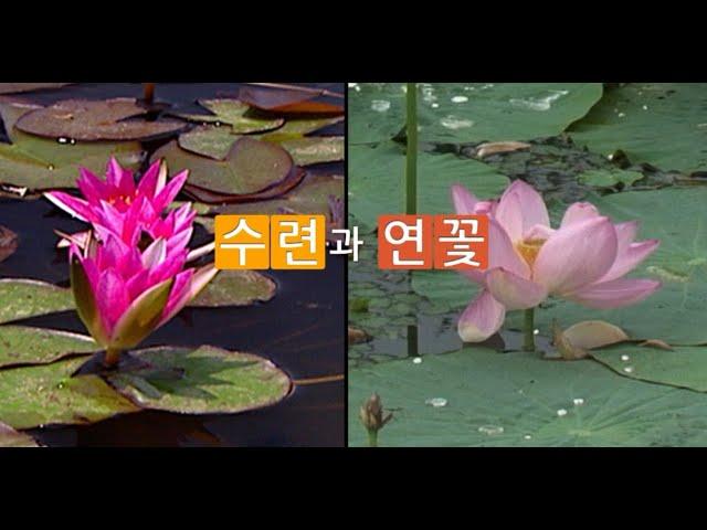 수련과 연꽃 구별하기