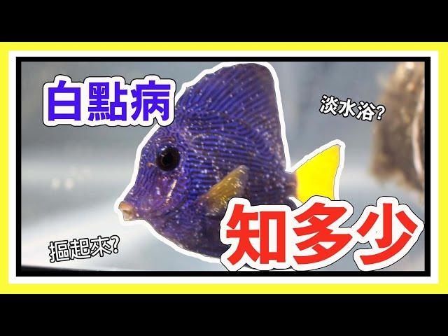 What is the cycle of the Ich? The introduction of the Marine Ich.    【阿宅 X Dane's Aquarium】