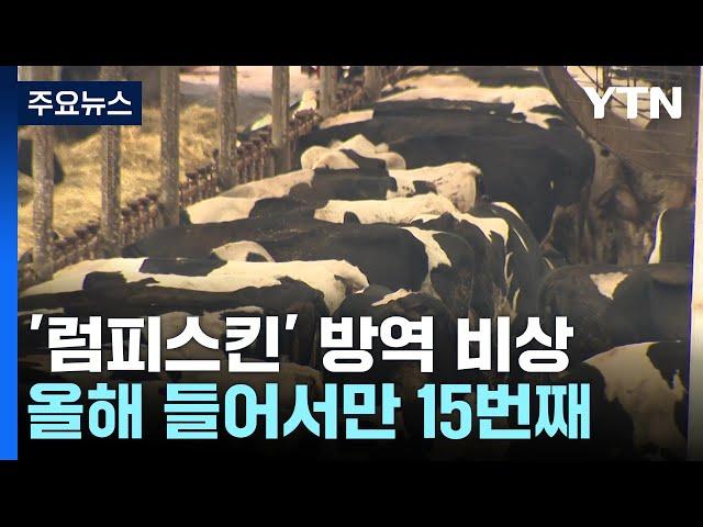 충북 충주·강원 원주도 '럼피스킨'...전국 확산 조짐 / YTN