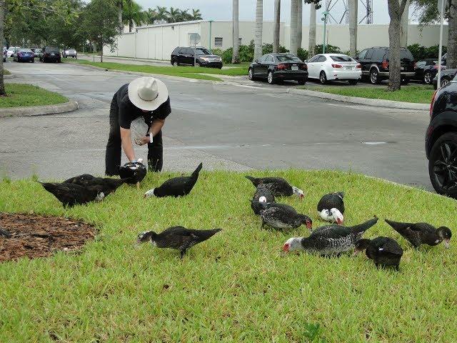 Duck Whisperer, South Florida / Мускусные утки