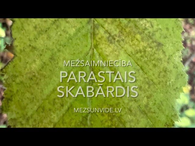 Parastais skabārdis mežā
