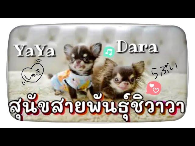 รู้จักสายพันธุ์ ชิวาวา Chihuahua dog