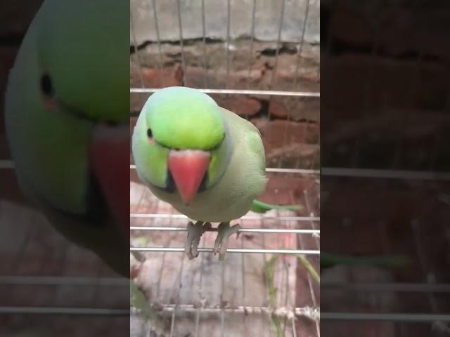 https://youtube.com/shorts/kOUM3QgNoi8?si=2GzjJwxWhX8SKBlQ