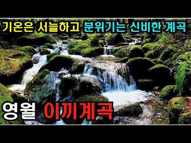 (4k)추위까지 느껴지는 신비한 계곡  대한민국 대표 출사지 영월 상동 이끼계곡 걷기 /Walking on Korea/Moss valley on Young Wol town