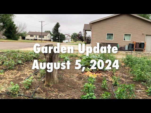 Garden Update - August 5, 2024