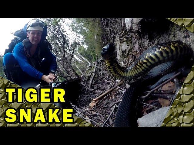 Tiger Snake Bites Caught on Video, Deadly Australian