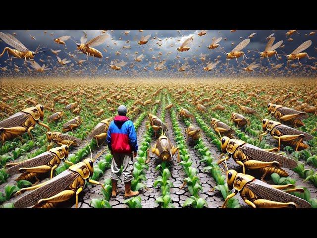 How the Chinese Raise and Consume Billions of Locusts Every Year | TAO Farm