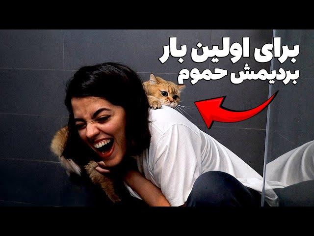 برای اولین بار گربه مو بردیم حموم  باور نمیکنید فی‌فی چیکار کرد