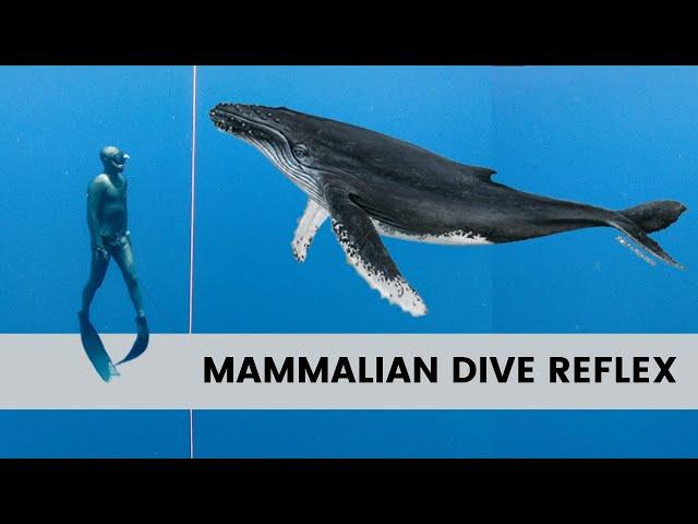 Every Freediver MUST Know About Mammalian Dive Reflex | Theory Part 7