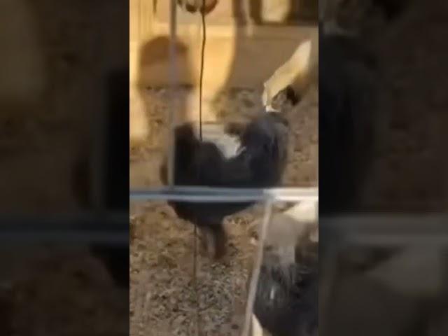 Errol Spence feeds a goat!!  