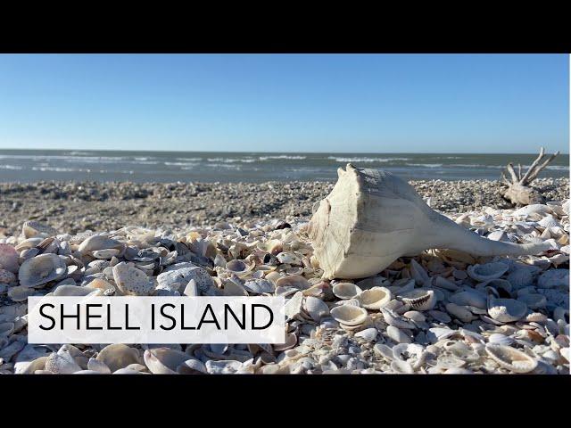 I found a giant shell! Virtual shelling tour to Shell Island Florida.