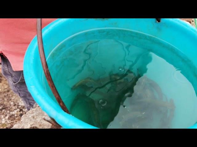Посещение фермы с форелью и зарыбление пруда и пожарного водоема, в конце видео Трагедия