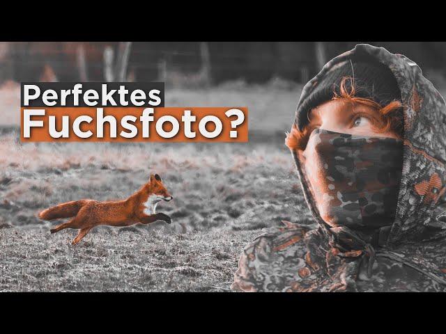 Meine Reise zum perfekten Fuchsfoto | Teil 1 | Wildlife Fotografie