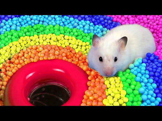  Hamster Escapes the  Pool Maze for Pets  in Hamster Stories